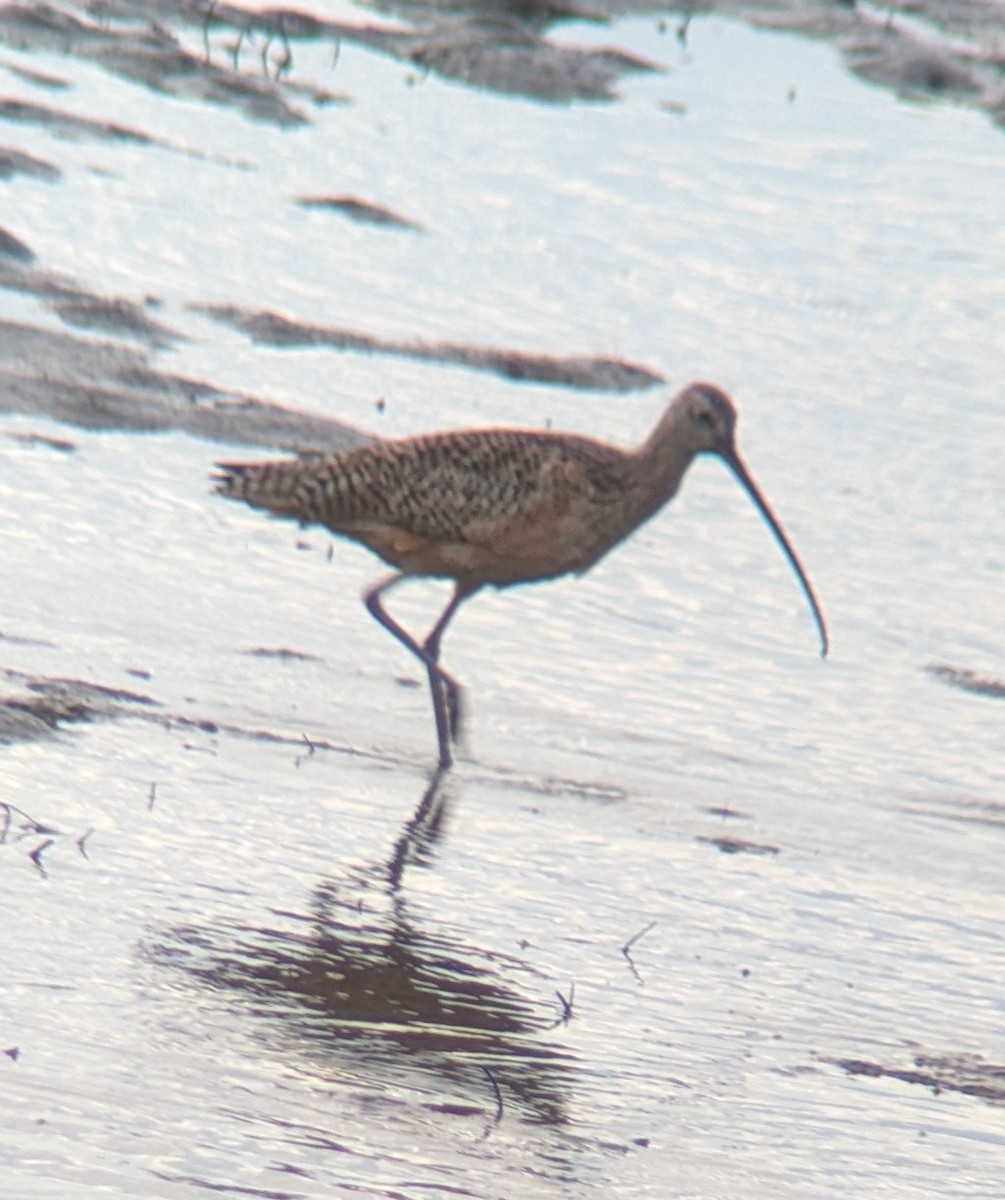 Long-billed Curlew - ML615278225