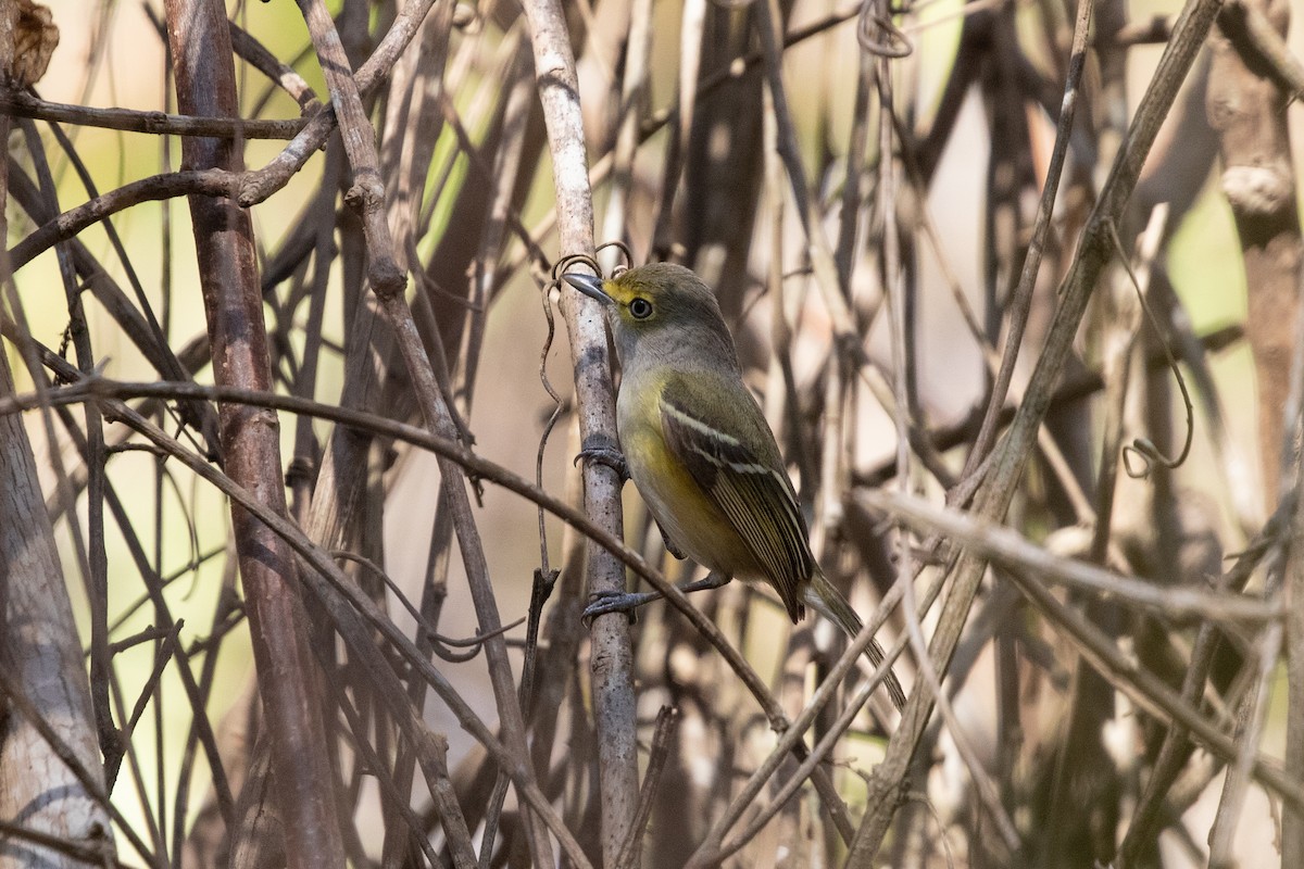 Ak Gözlü Vireo [griseus grubu] - ML615278252