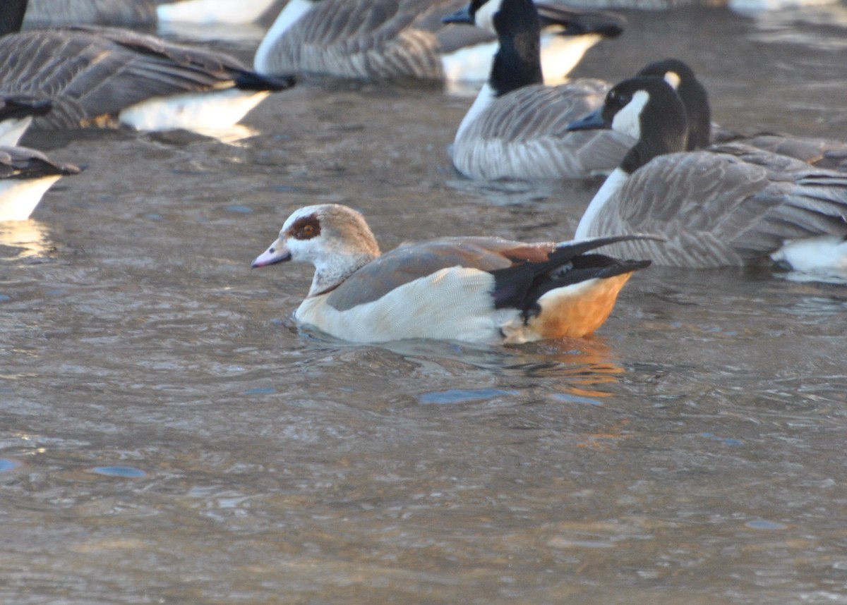 Egyptian Goose - ML615278285