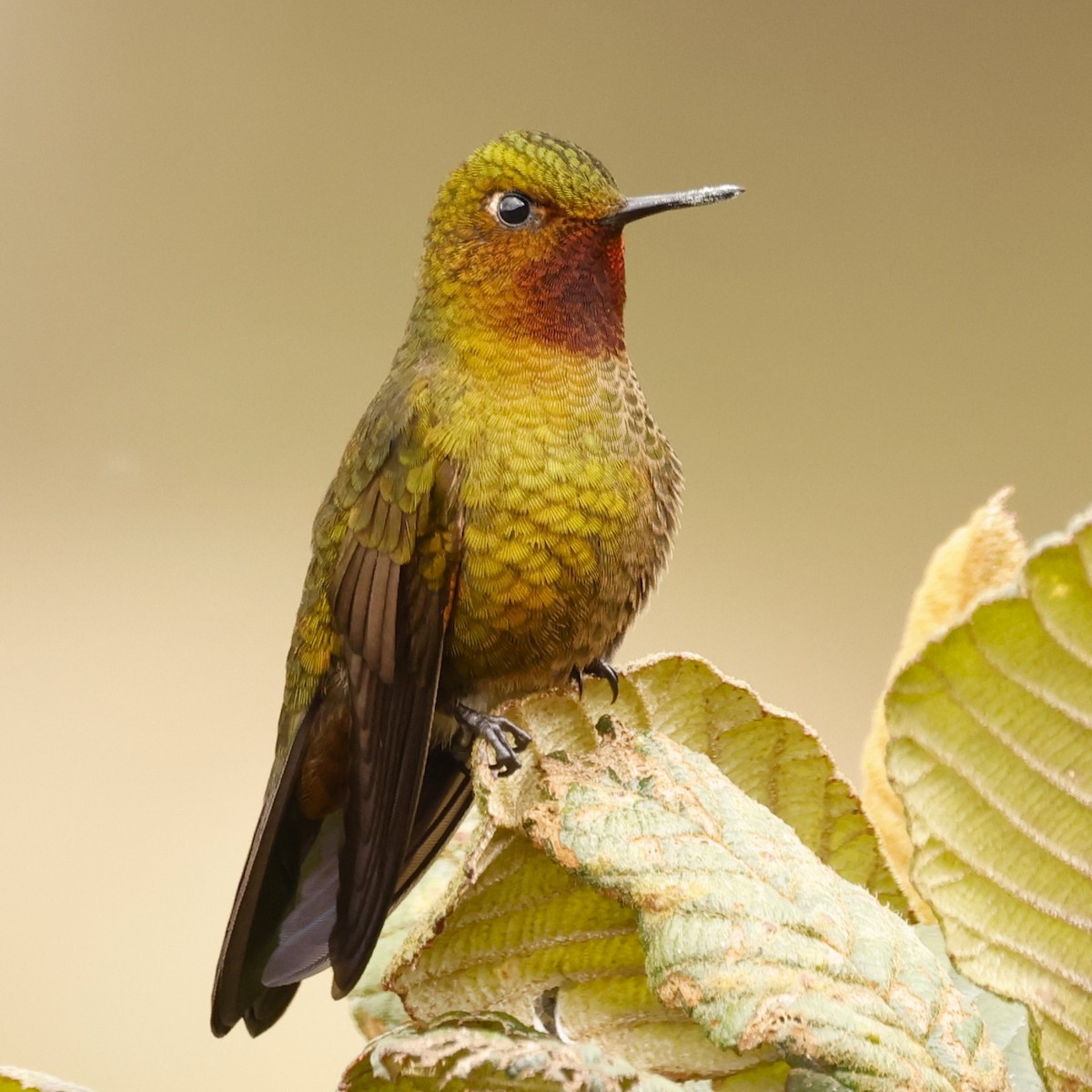 kolibřík rudohrdlý - ML615278303