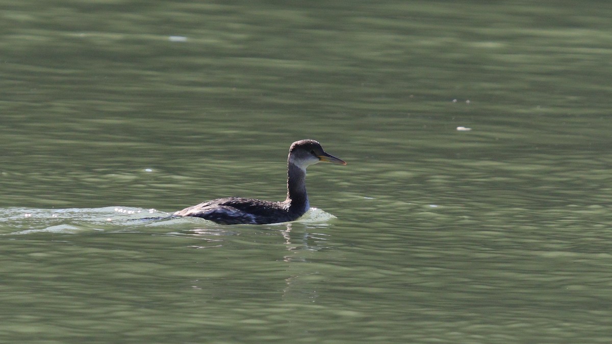 Red-necked Grebe - ML615278345