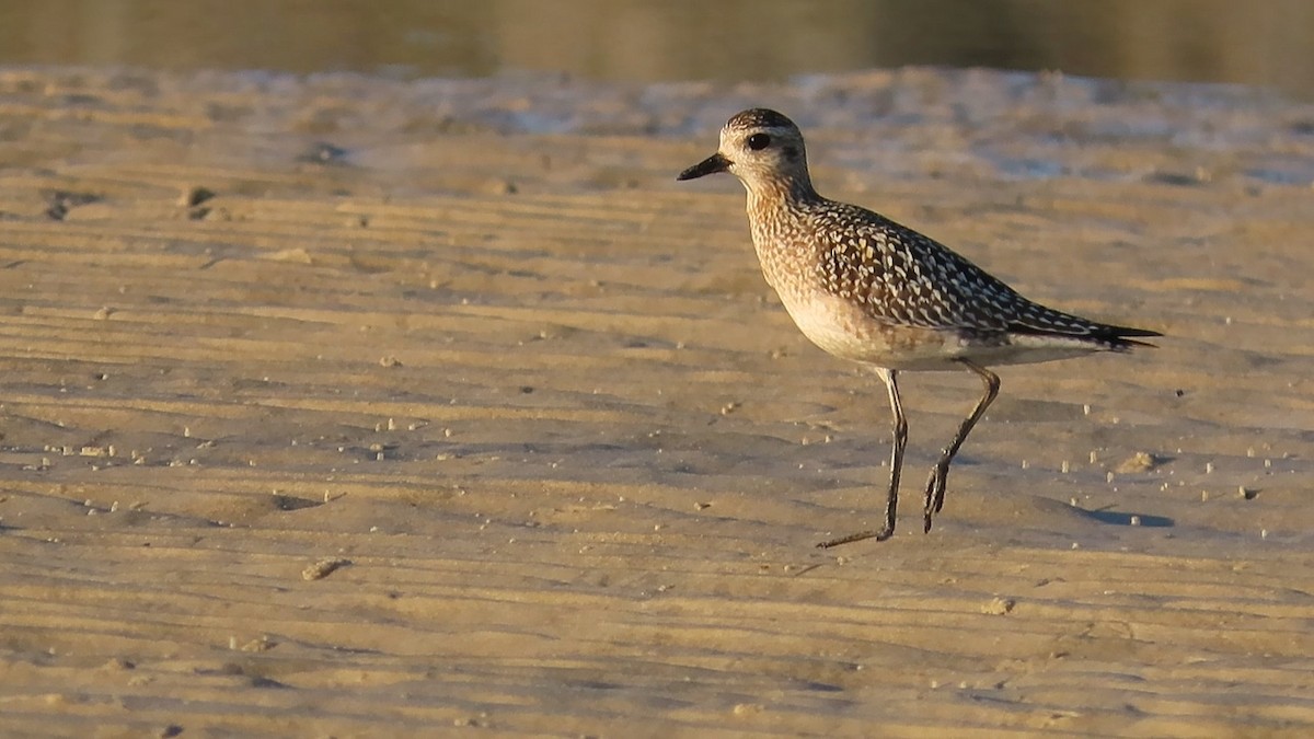 Pacific Golden-Plover - ML615278351