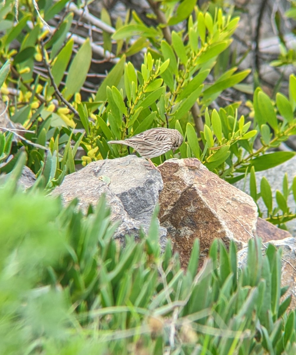 Savannah Sparrow - ML615278365