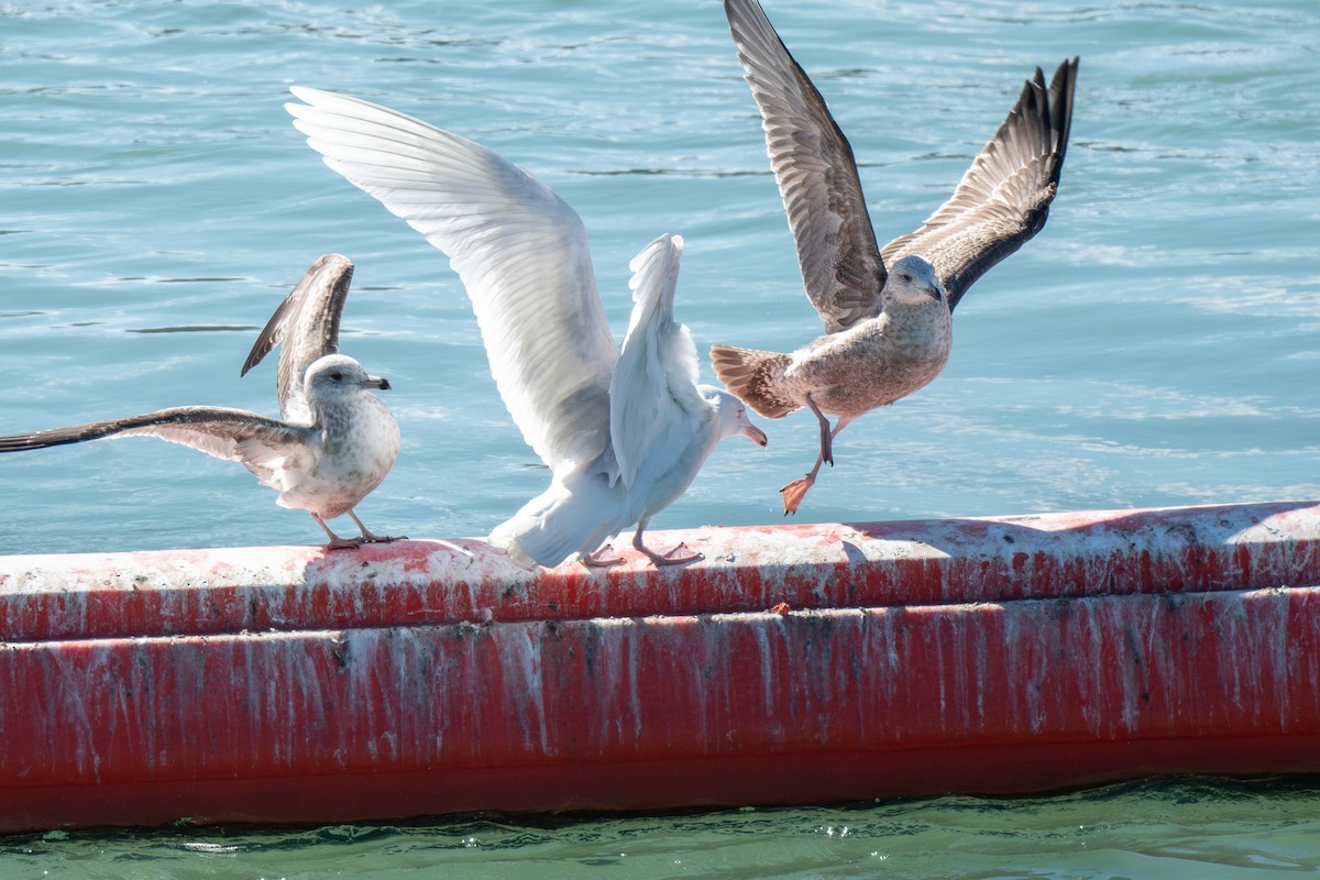 Glaucous Gull - ML615278366