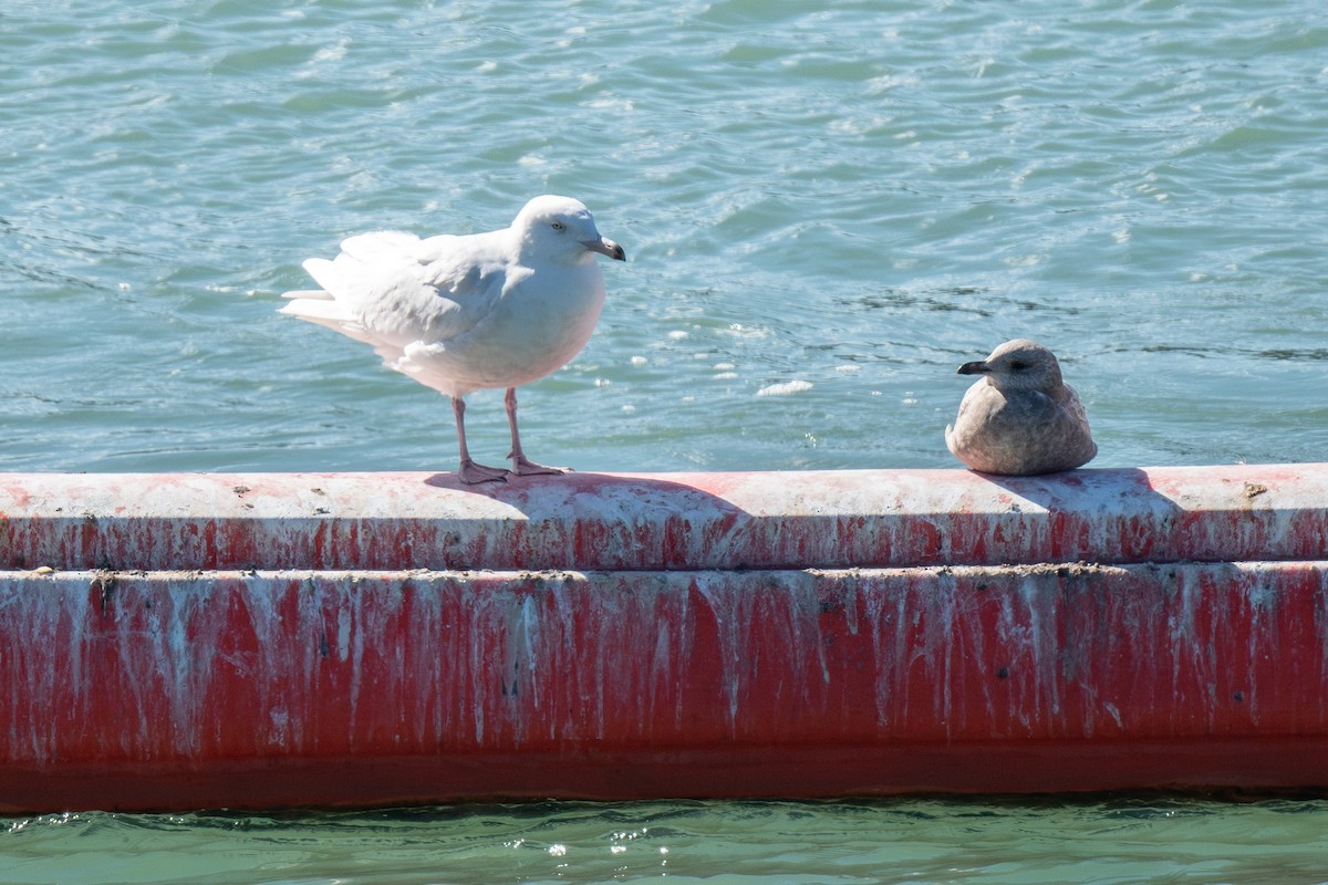 Glaucous Gull - ML615278372