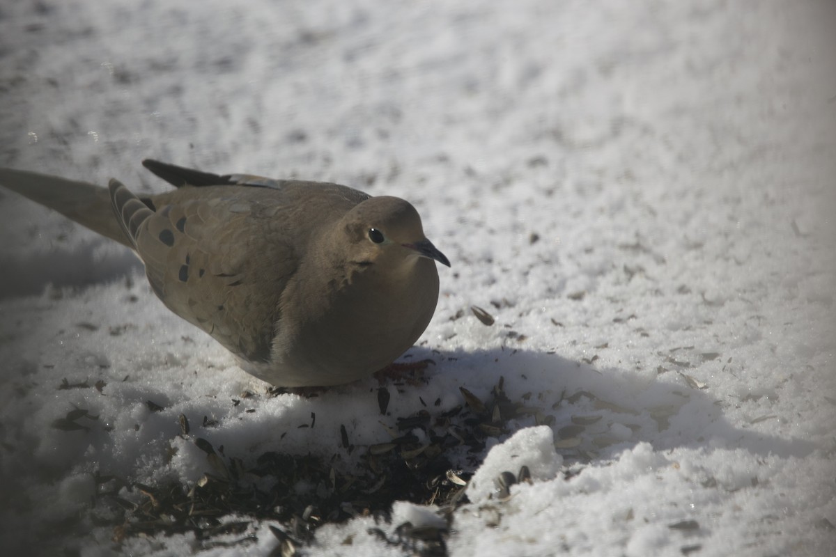 Mourning Dove - ML615278373