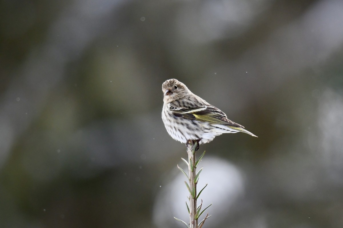 Pine Siskin - Christiane Hébert