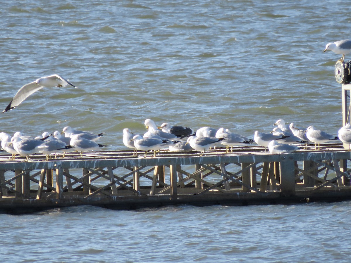 Lesser Black-backed Gull - ML615278439