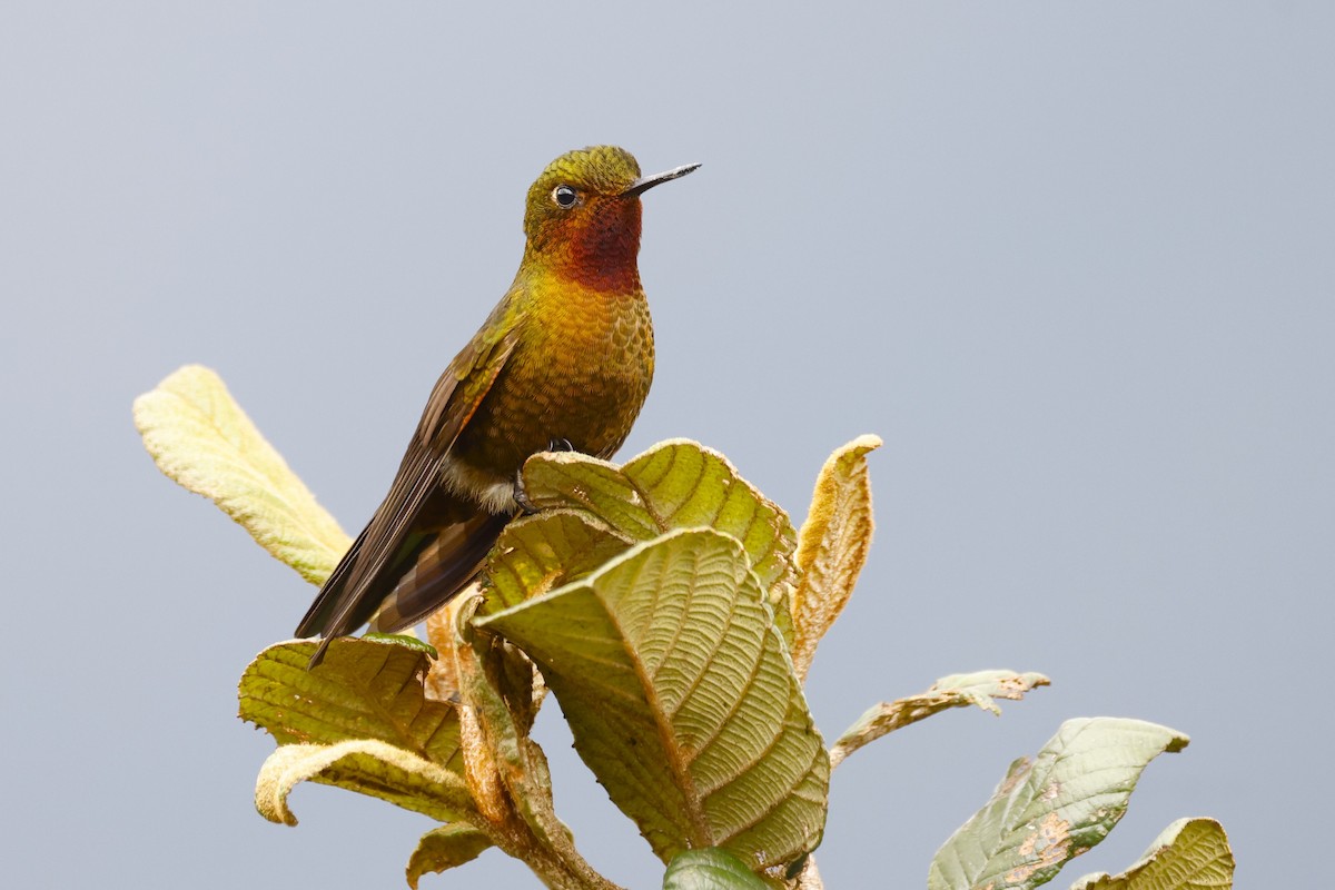 kolibřík rudohrdlý - ML615278461