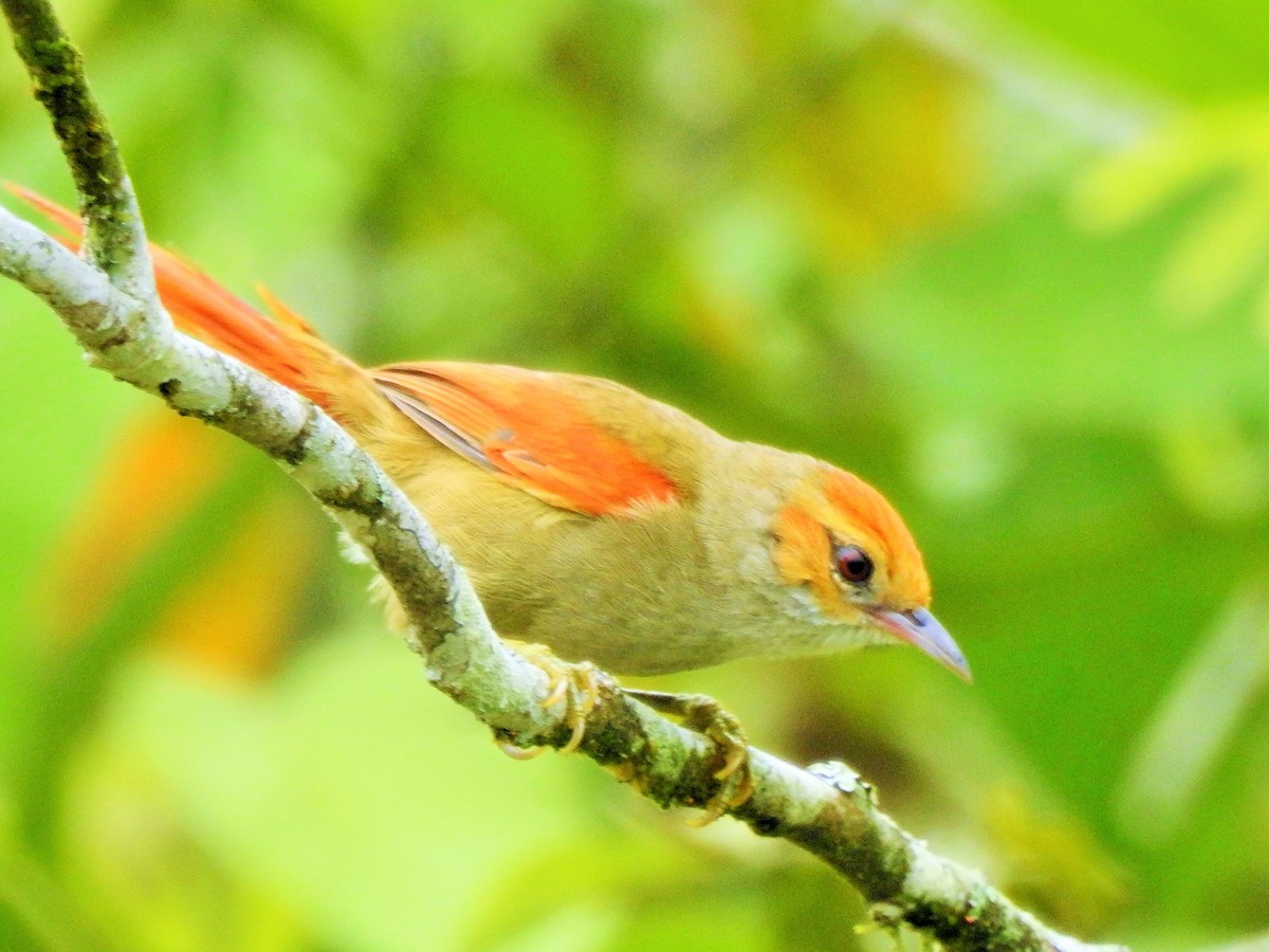 Red-faced Spinetail - rene orlando zambrano guerrero