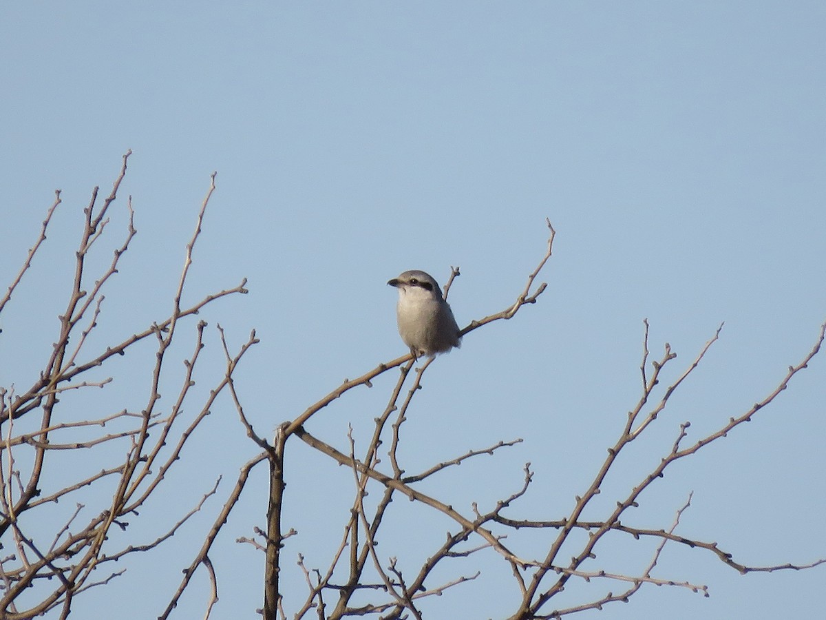 Northern Shrike - Kevin Groeneweg