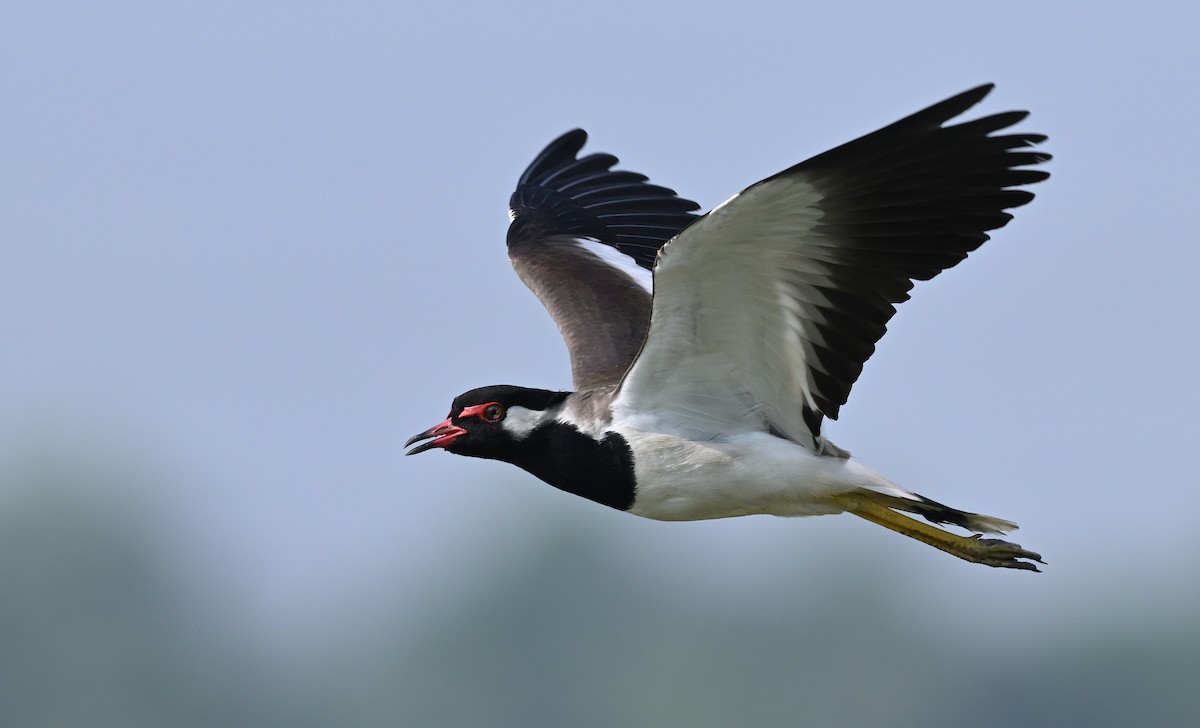 Red-wattled Lapwing - ML615278488