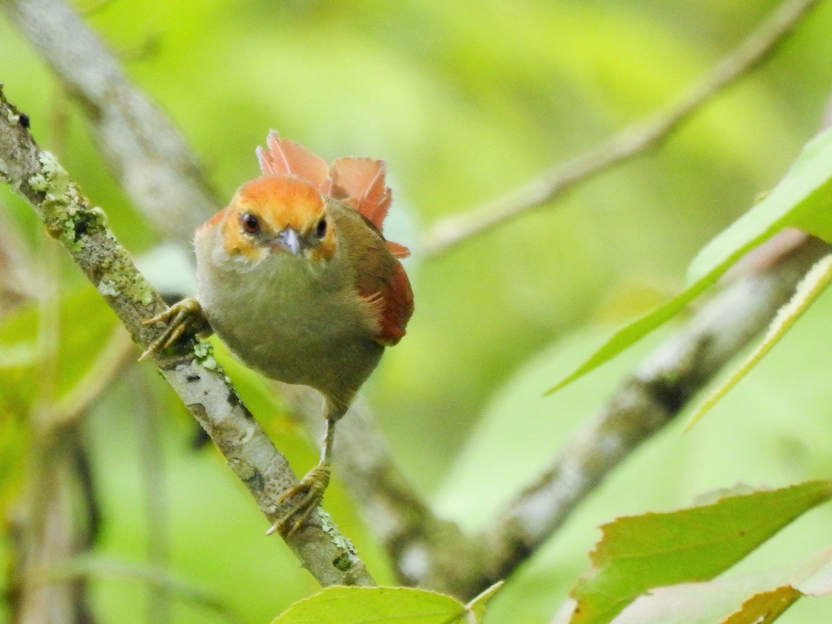 Red-faced Spinetail - rene orlando zambrano guerrero