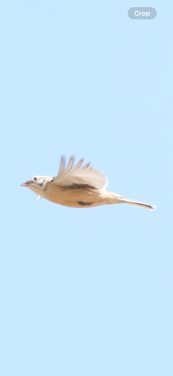 Smith's Longspur - Todd DeVore