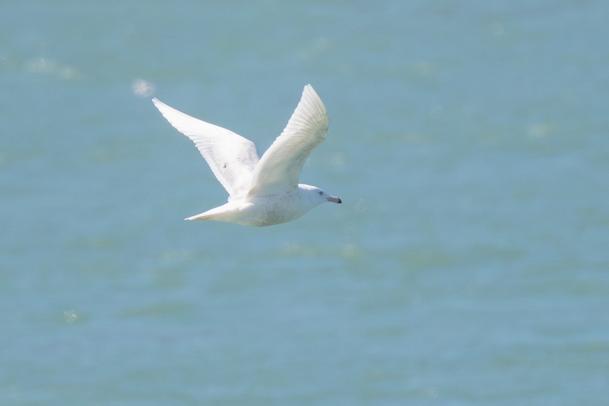 Glaucous Gull - Ian Campbell