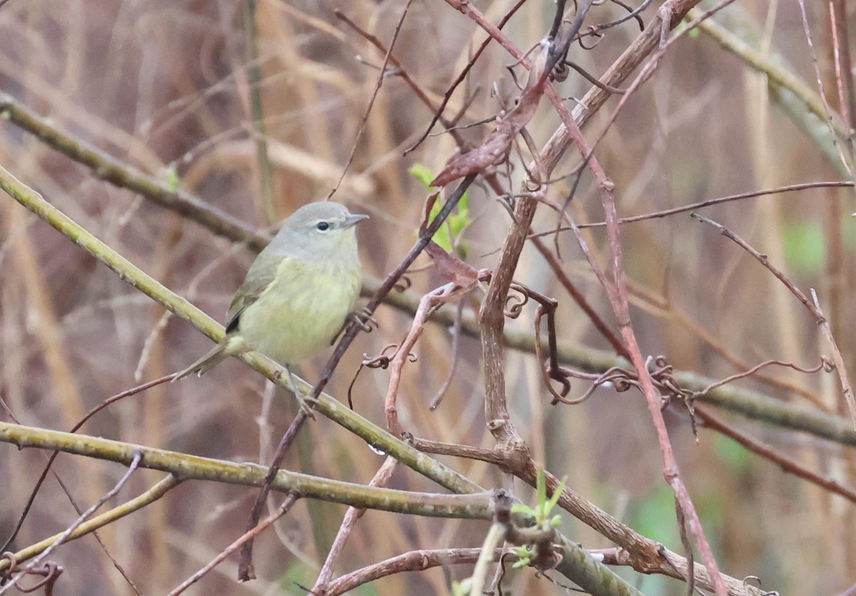 Orange-crowned Warbler (celata) - Rachel Walsh