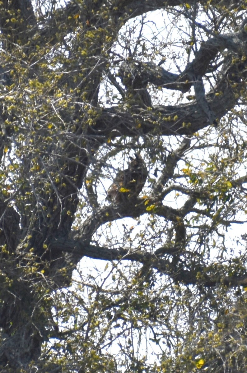 Great Horned Owl - ML615278656