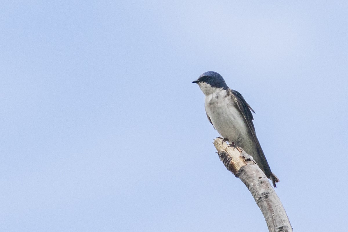 Chilean Swallow - ML615278707