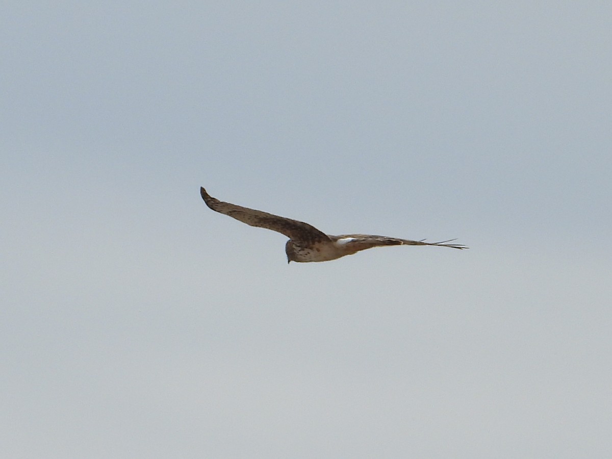 Northern Harrier - Doug Lithgow