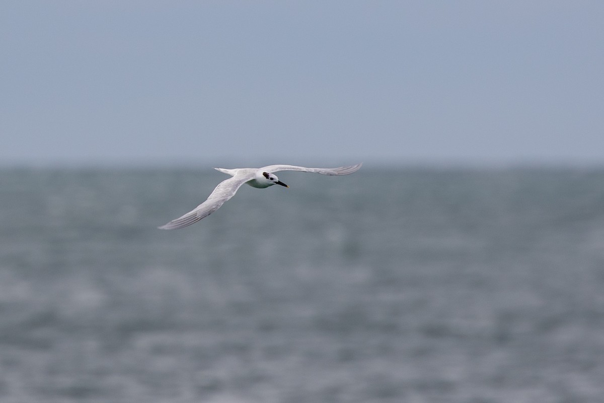 Sandwich Tern (Cabot's) - ML615278838