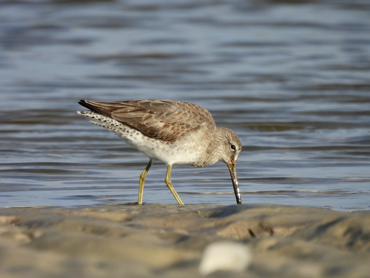 Short-billed Dowitcher - ML615278853