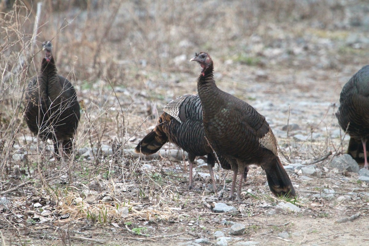 Wild Turkey - ML615278862