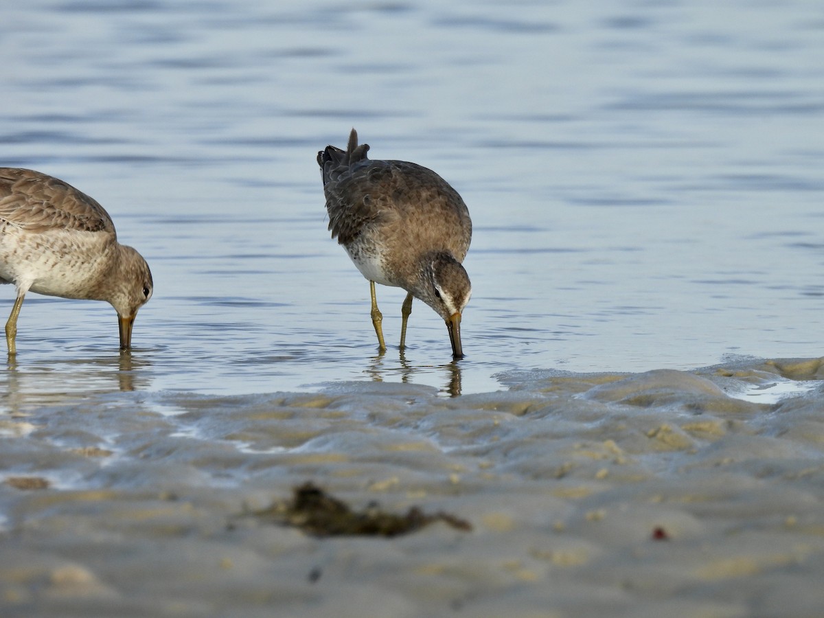 Short-billed Dowitcher - ML615278895