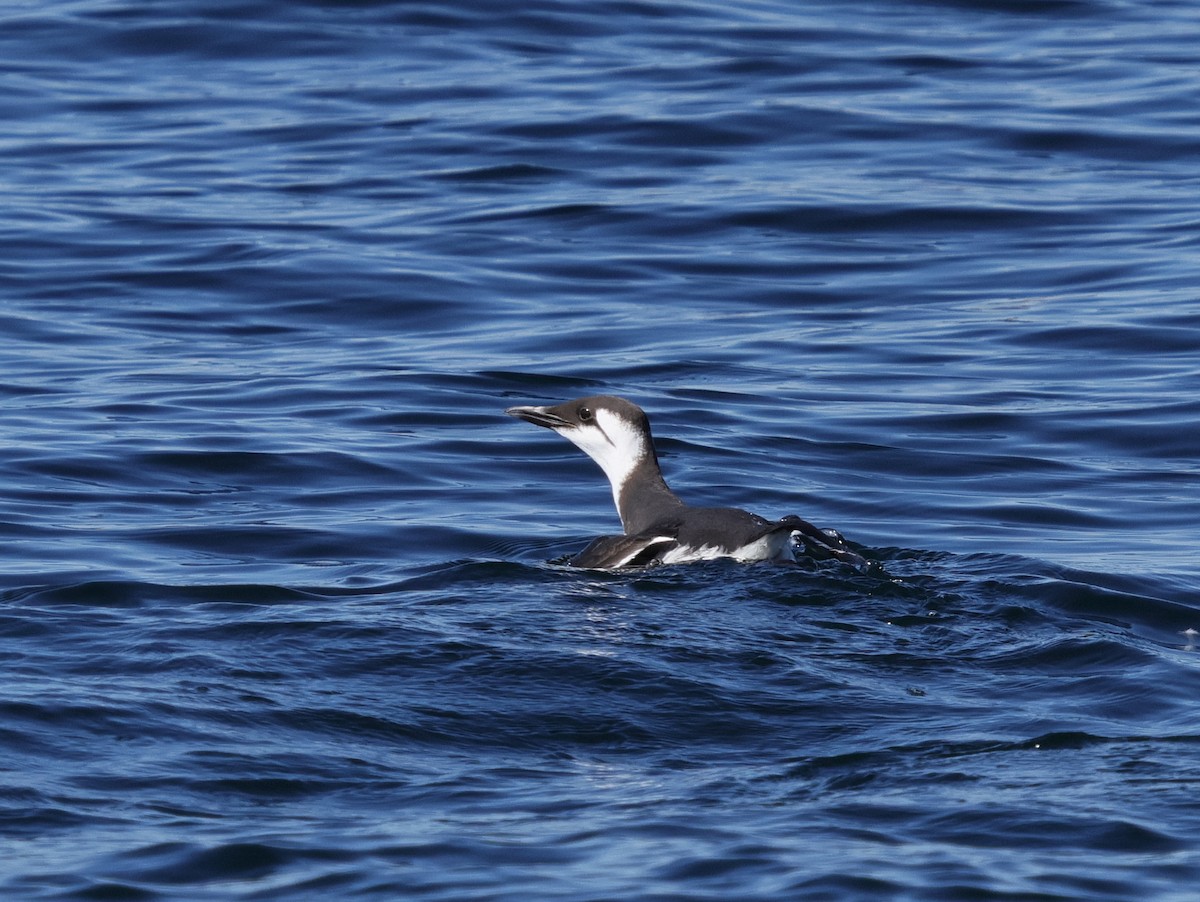 Common Murre - ML615278945