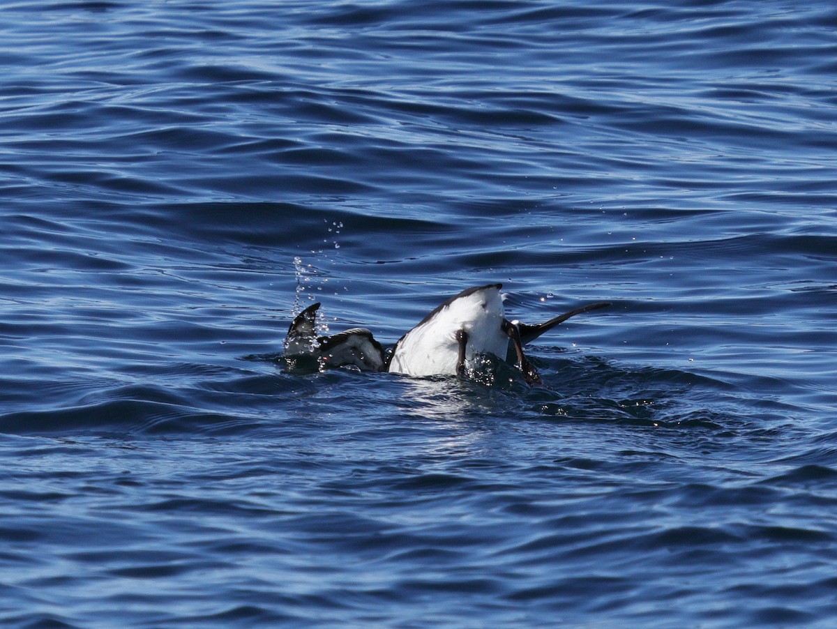 Common Murre - ML615278946