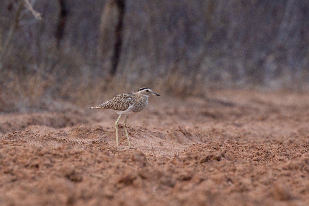 Double-striped Thick-knee - Caleb Strand