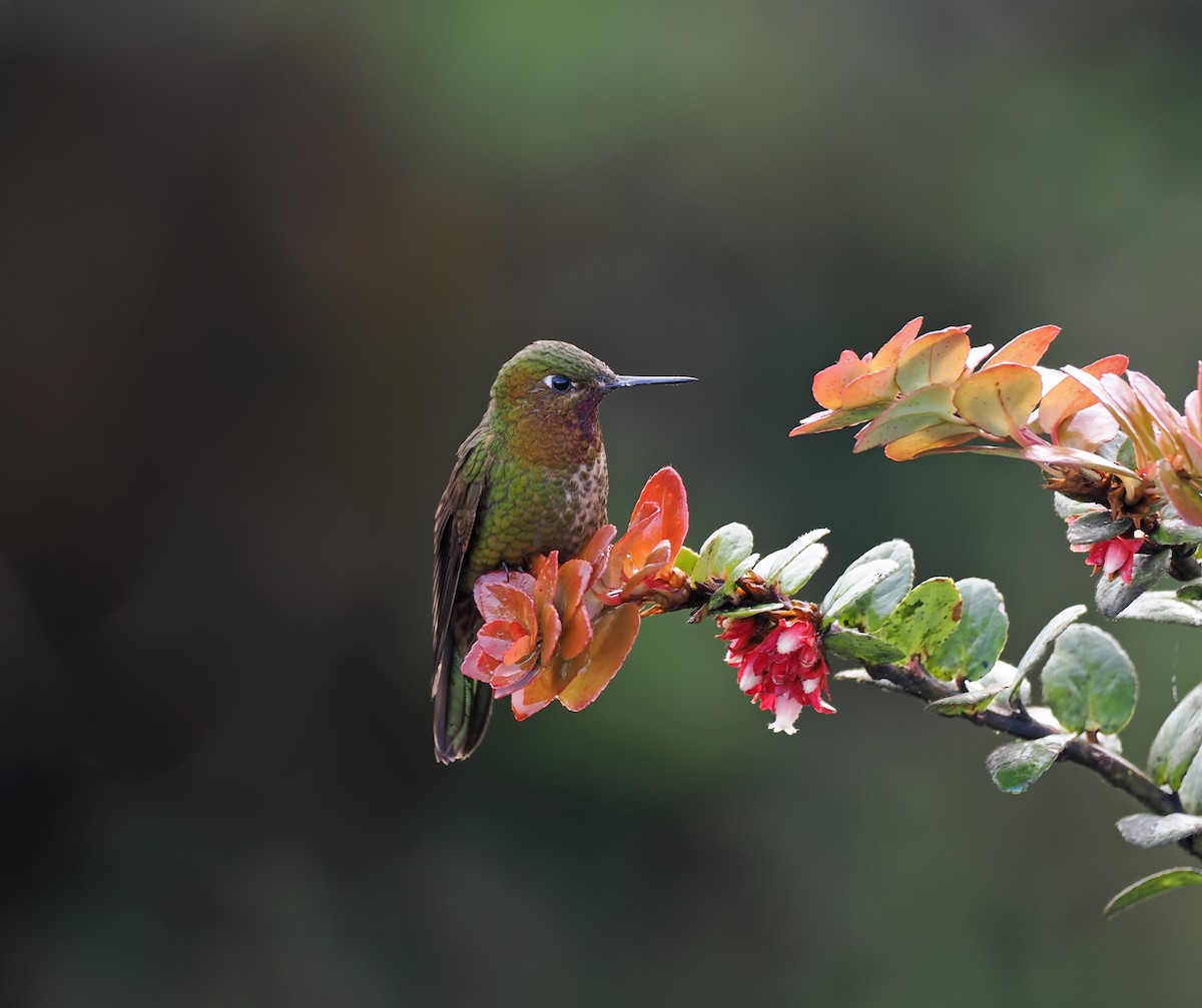 kolibřík rudohrdlý - ML615279031