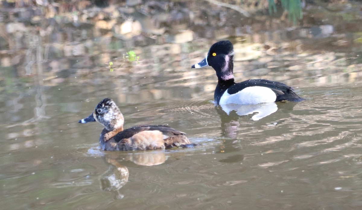 Ring-necked Duck - Daniel Bye