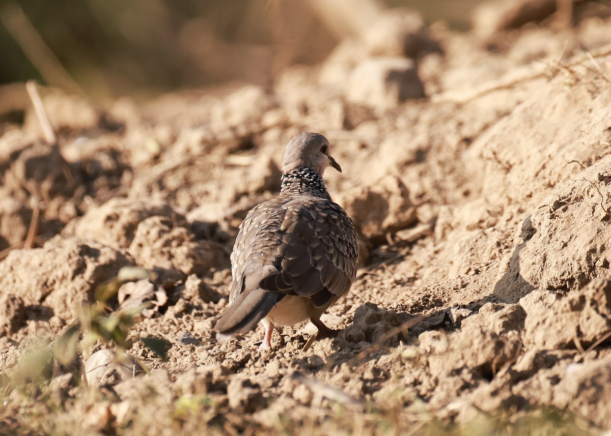 Spotted Dove - ML615279039
