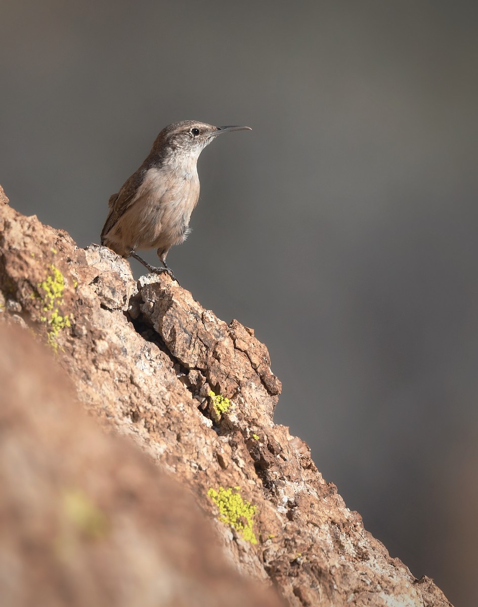 Rock Wren - Caleb P.