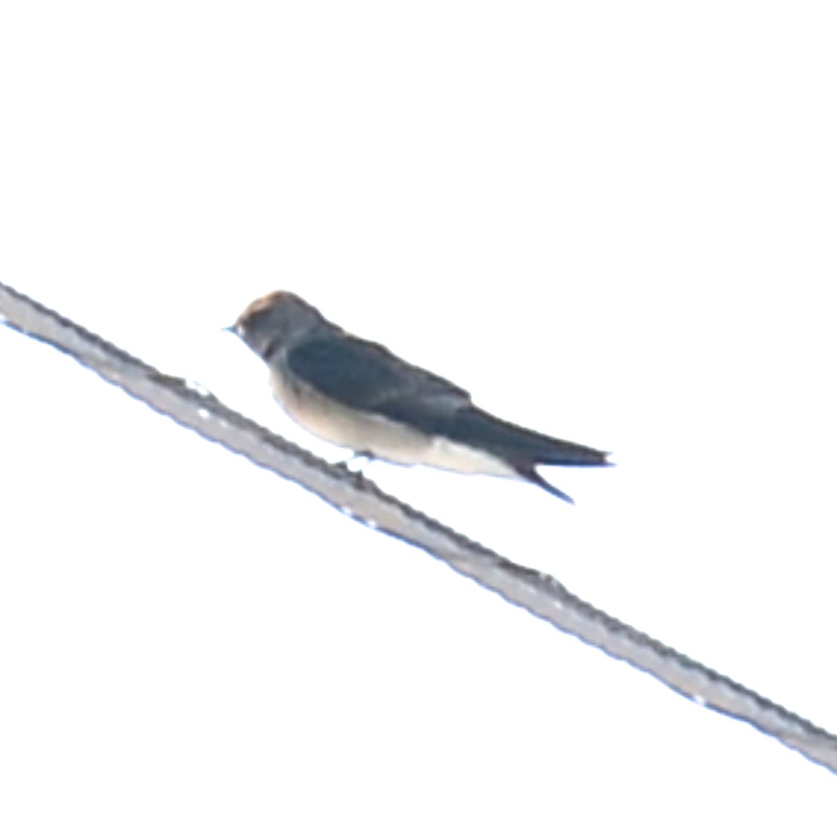 Northern Rough-winged Swallow - ML615279089