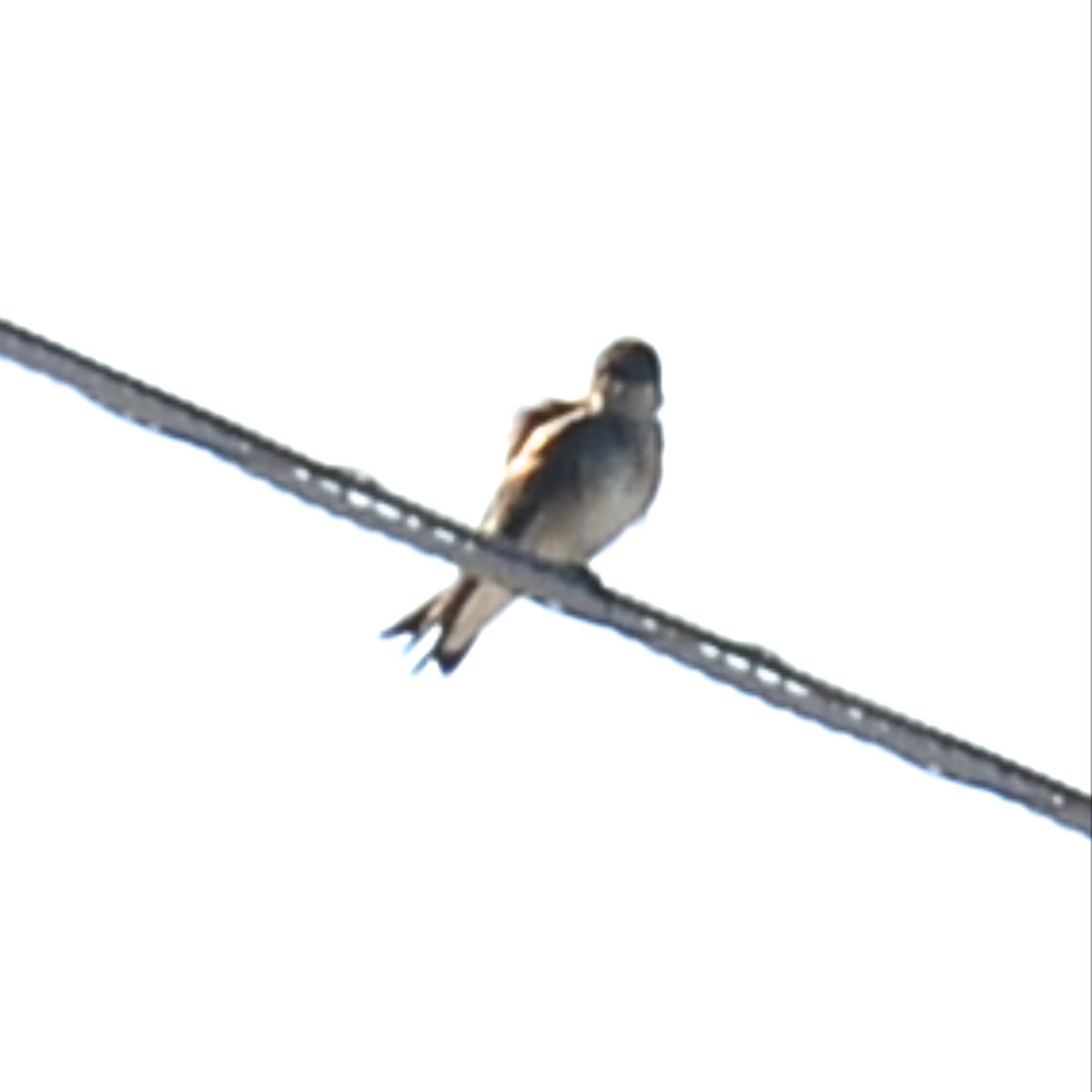 Northern Rough-winged Swallow - ML615279090