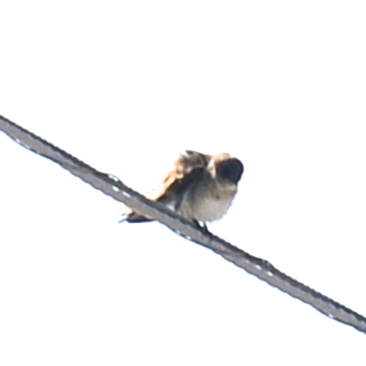 Northern Rough-winged Swallow - T Reed