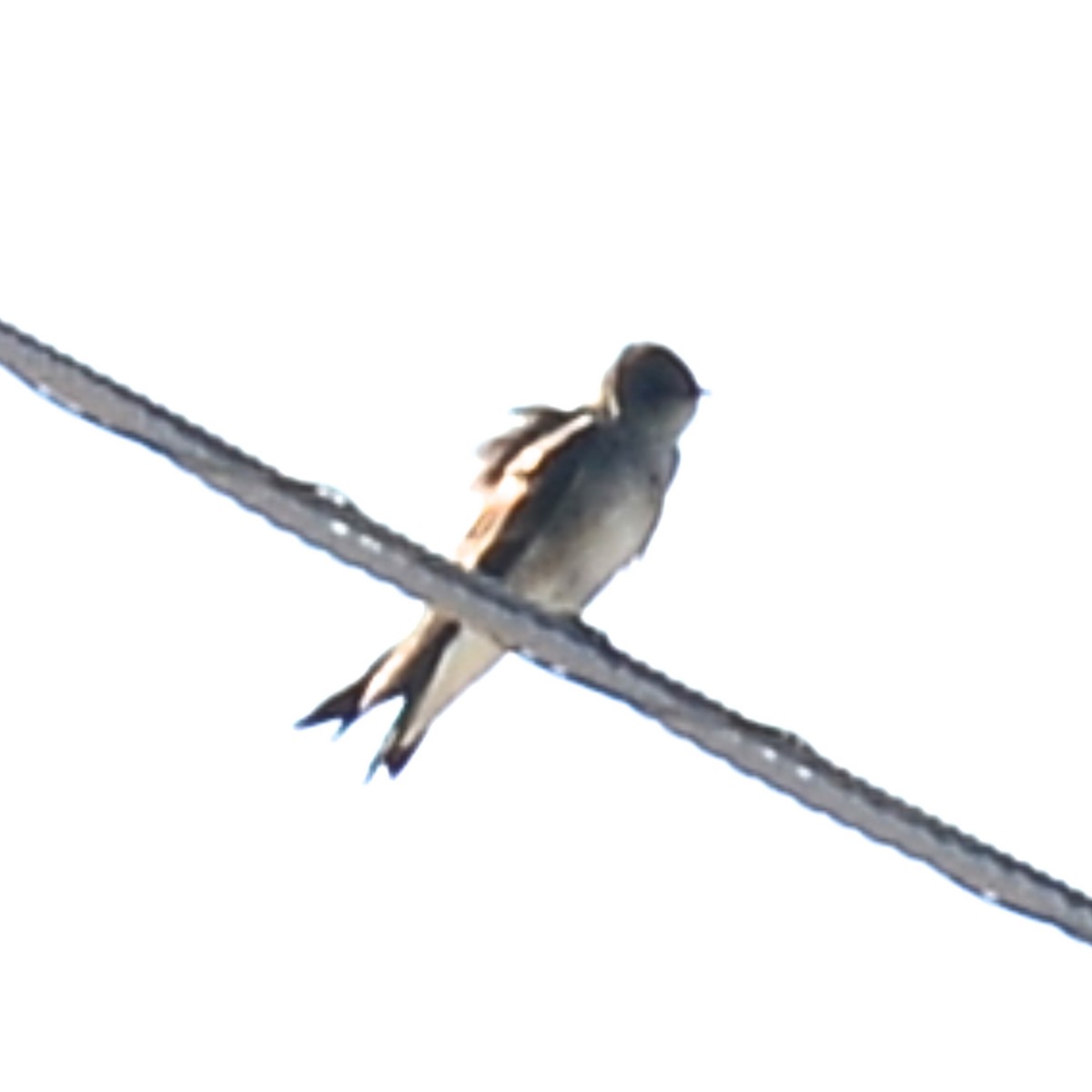 Northern Rough-winged Swallow - ML615279093