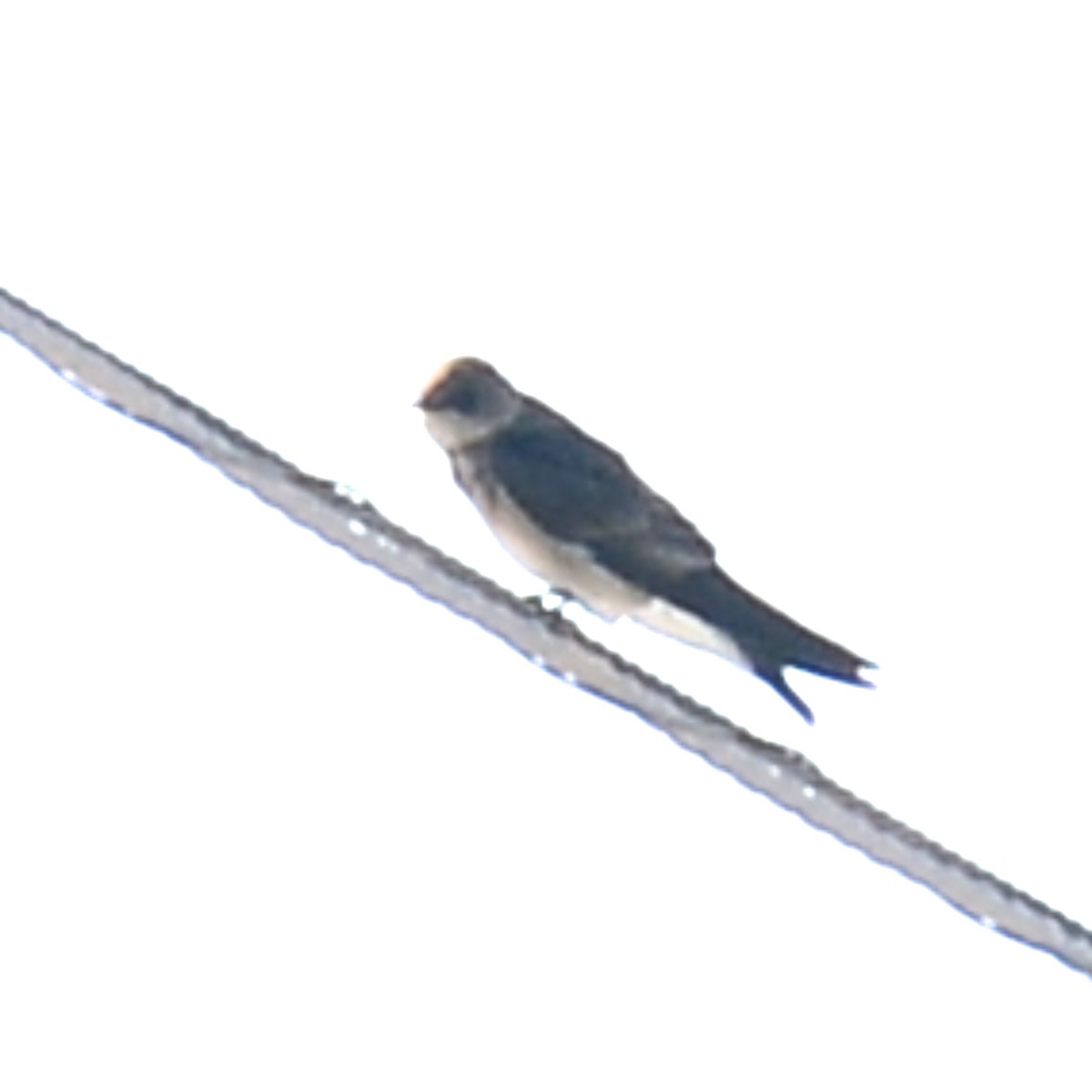 Northern Rough-winged Swallow - ML615279094