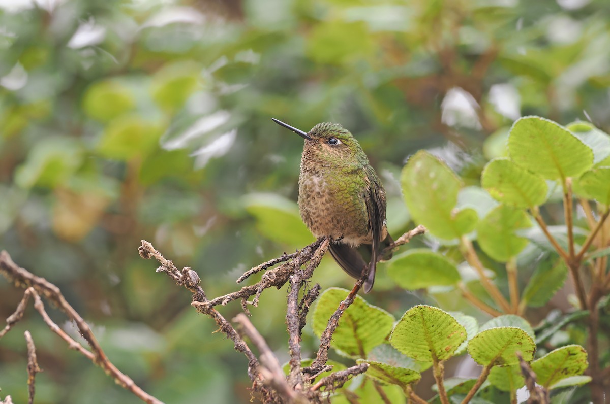 kolibřík rudohrdlý - ML615279116