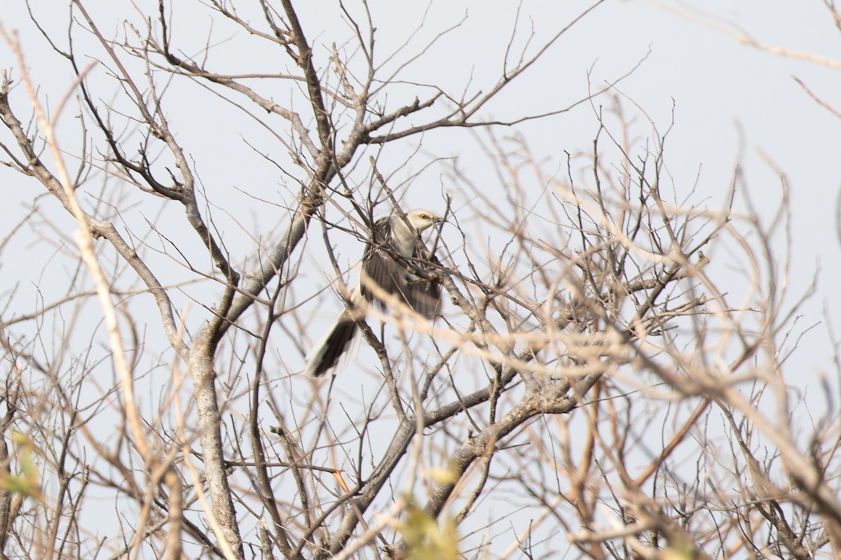 Tropical Mockingbird (Mayan) - Caleb Strand