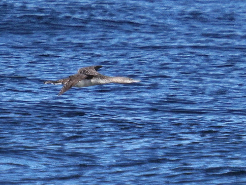 Red-throated Loon - ML615279132