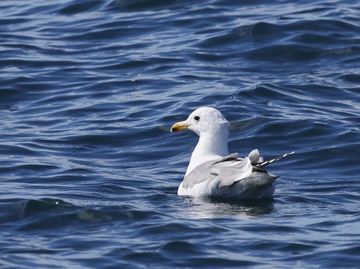 California Gull - ML615279150