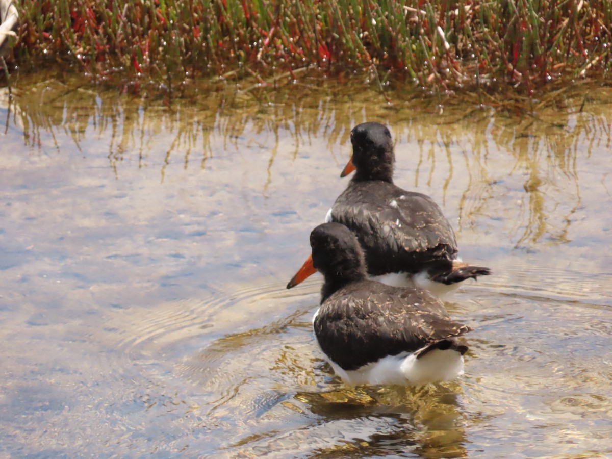 Pied Oystercatcher - ML615279173