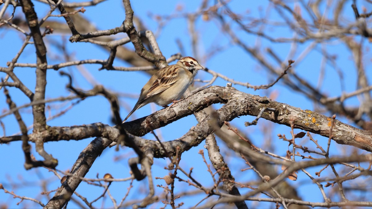 Lark Sparrow - ML615279221