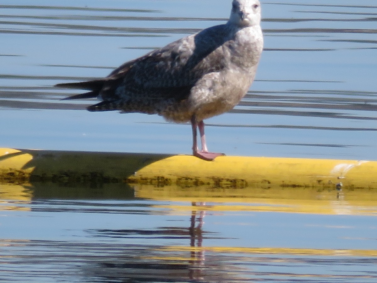 Gaviota Argéntea - ML615279235