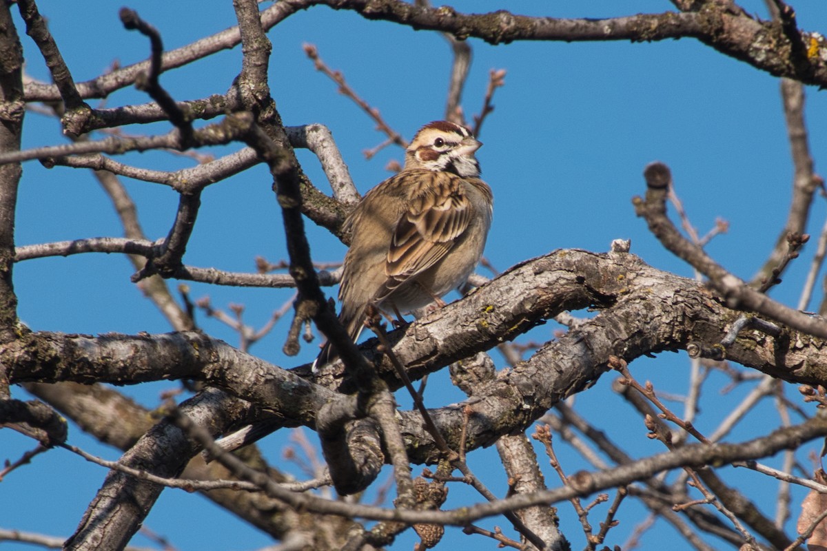 Lark Sparrow - ML615279265