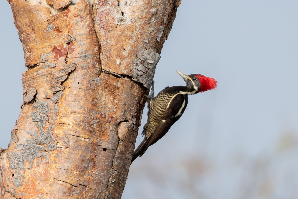 Lineated Woodpecker (Lineated) - Caleb Strand