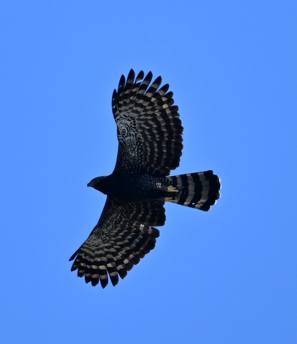 Águila Negra - ML615279303