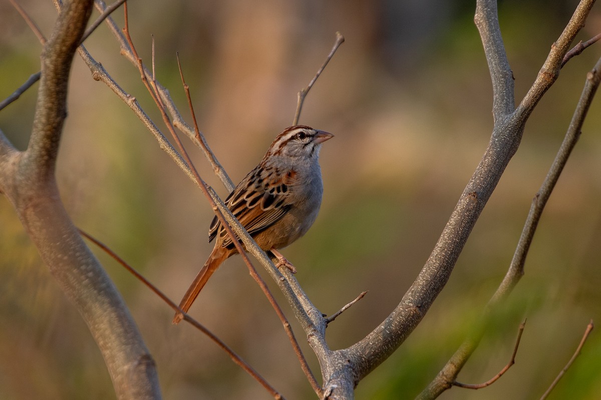 Cinnamon-tailed Sparrow - Caleb Strand